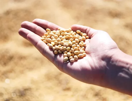 SOYBEANS: PUBLIC HEALTH FRIEND OR FOE?